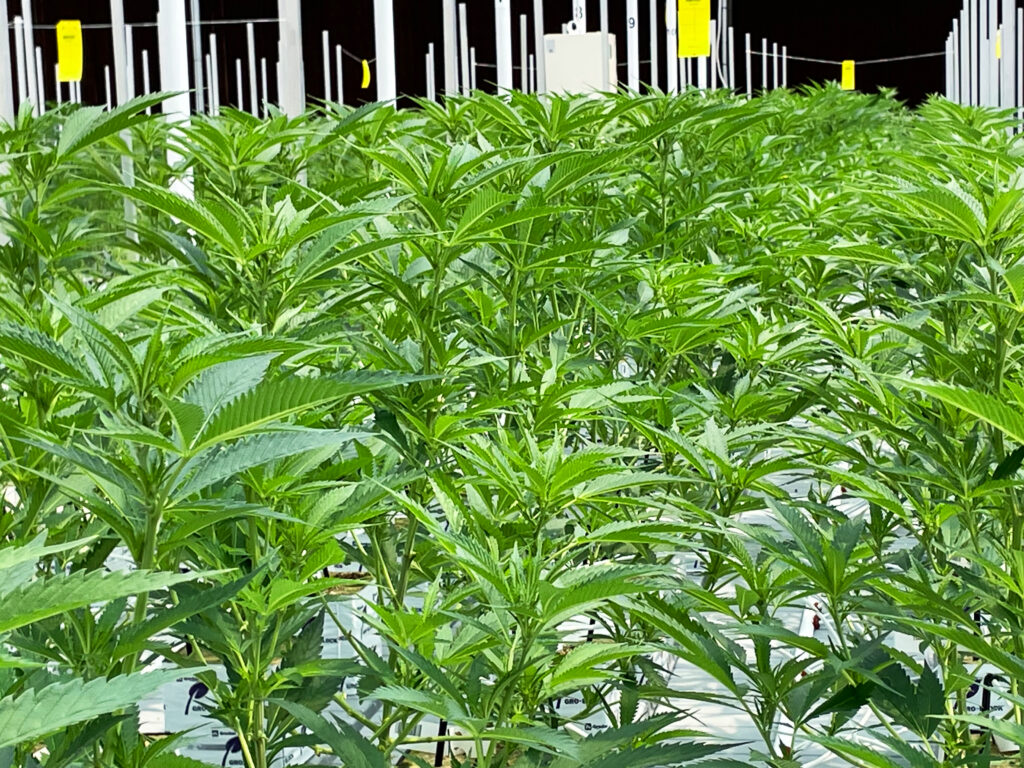 CURITY Pharma controlled cultivation facility
