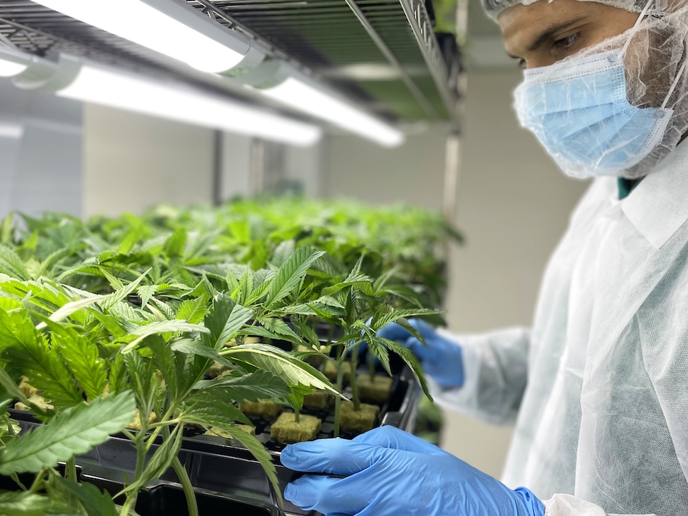 Greenhouse cultivation area